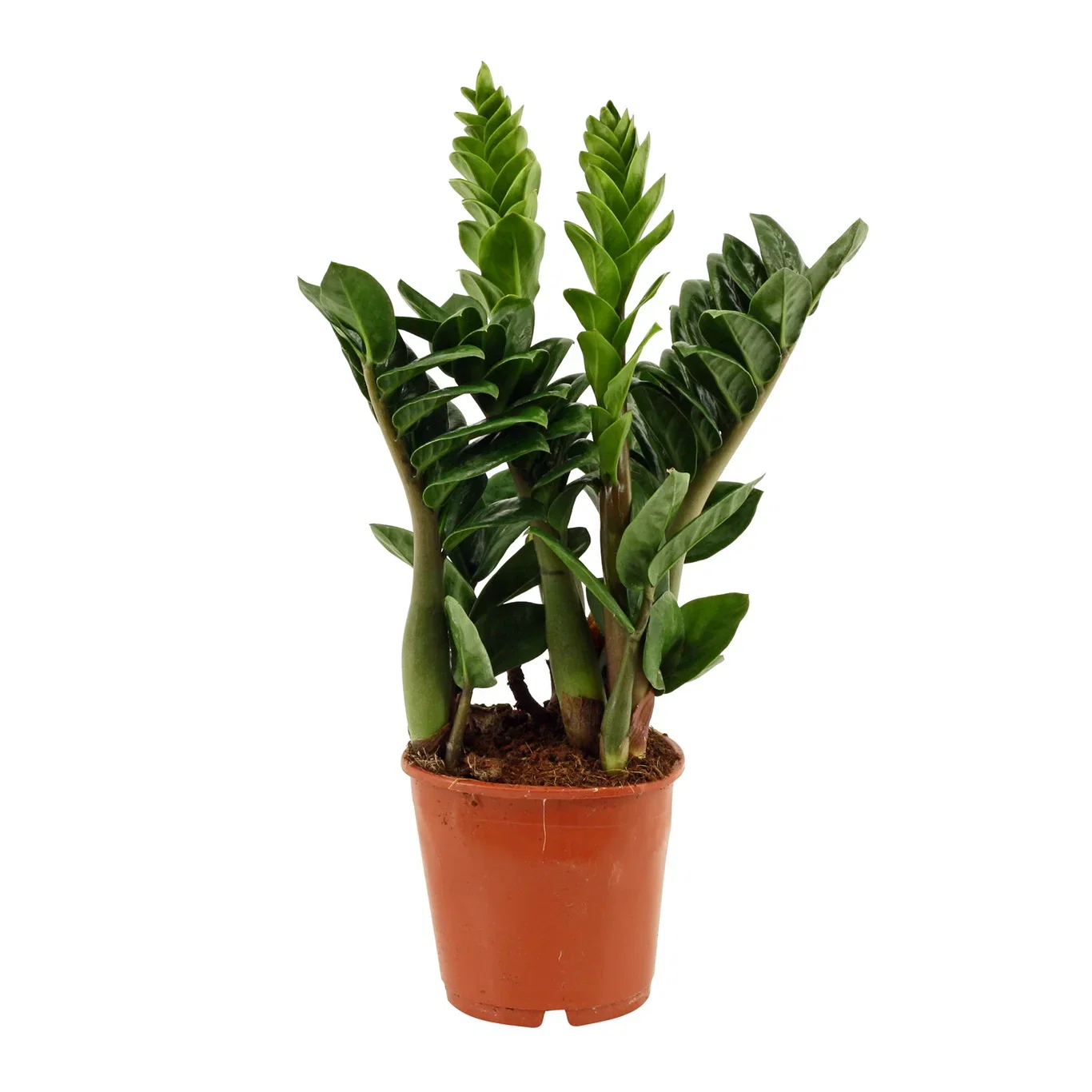 Zamioculcas zamiifolia 'Zenzi' Smaragdpalme ‘Zenzi’ Høyde 35 cm