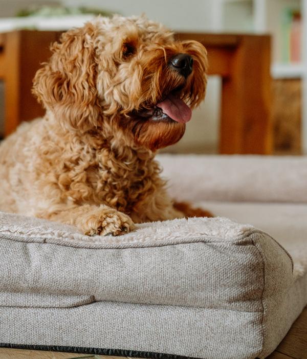 Nobby Orthopädisches Komfortsofa Calbu,