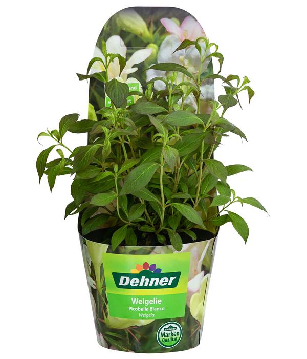 Weigelie 'Picobella'