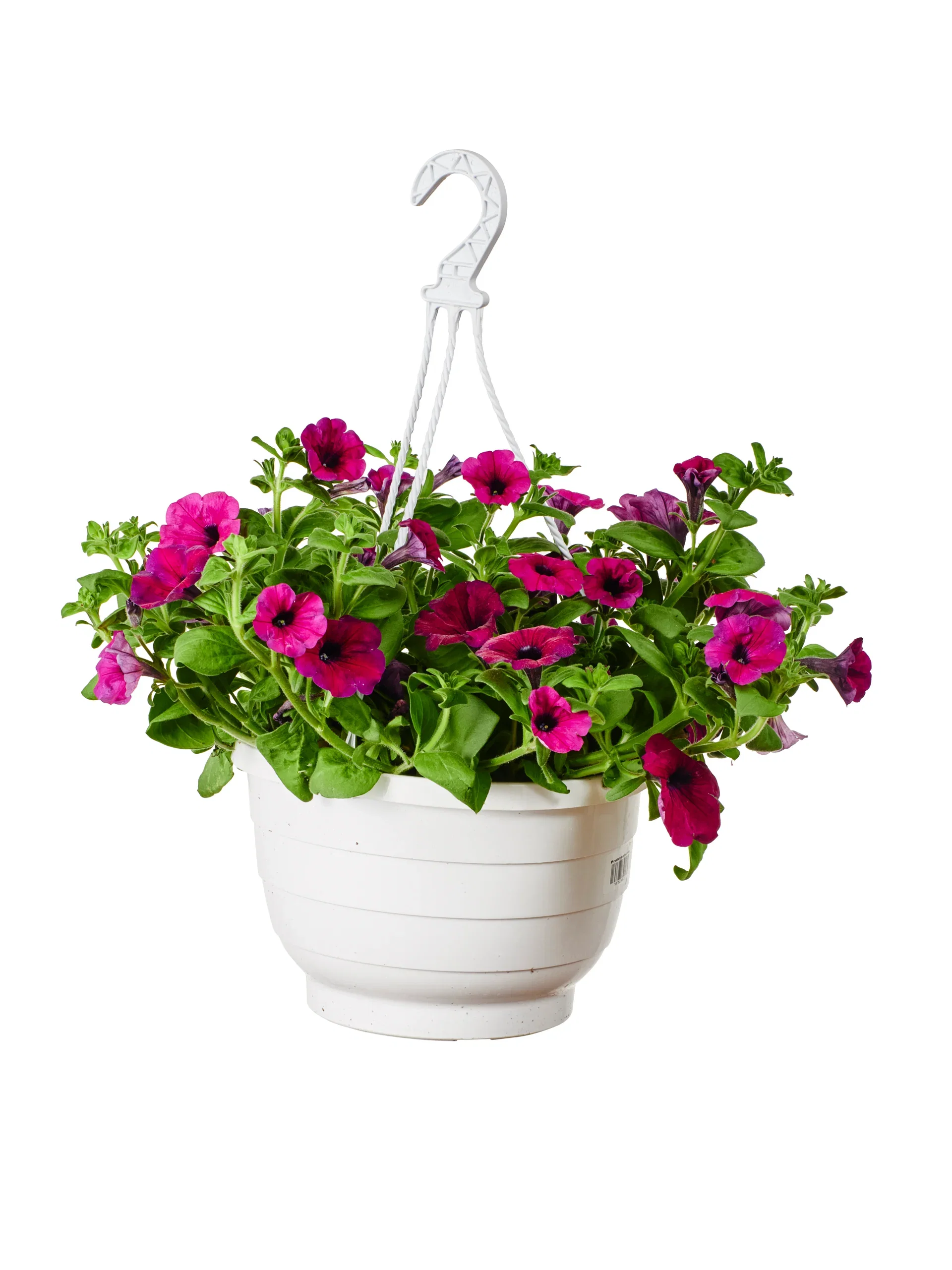Petunia h. Sanguna Purple h.basket 25 cm Petunia i ampel Ø25 cm