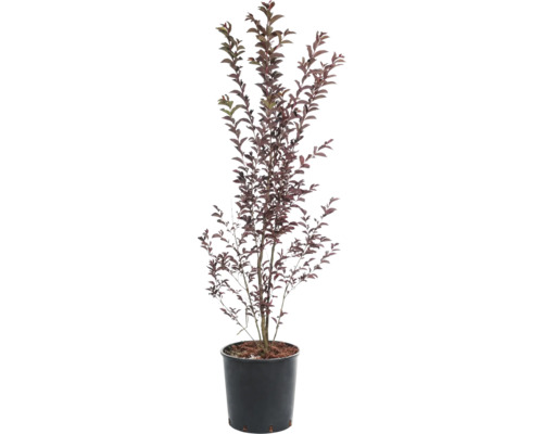 Toscaanse sering rode bladeren mix FloraSelf Lagerstroemia indica H 60-80 cm Co 9 L, 35 jaar FloraSelf jubileumeditie