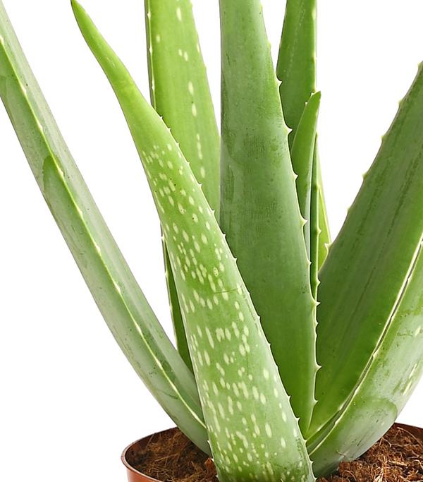 Echte Aloe - Aloe vera
