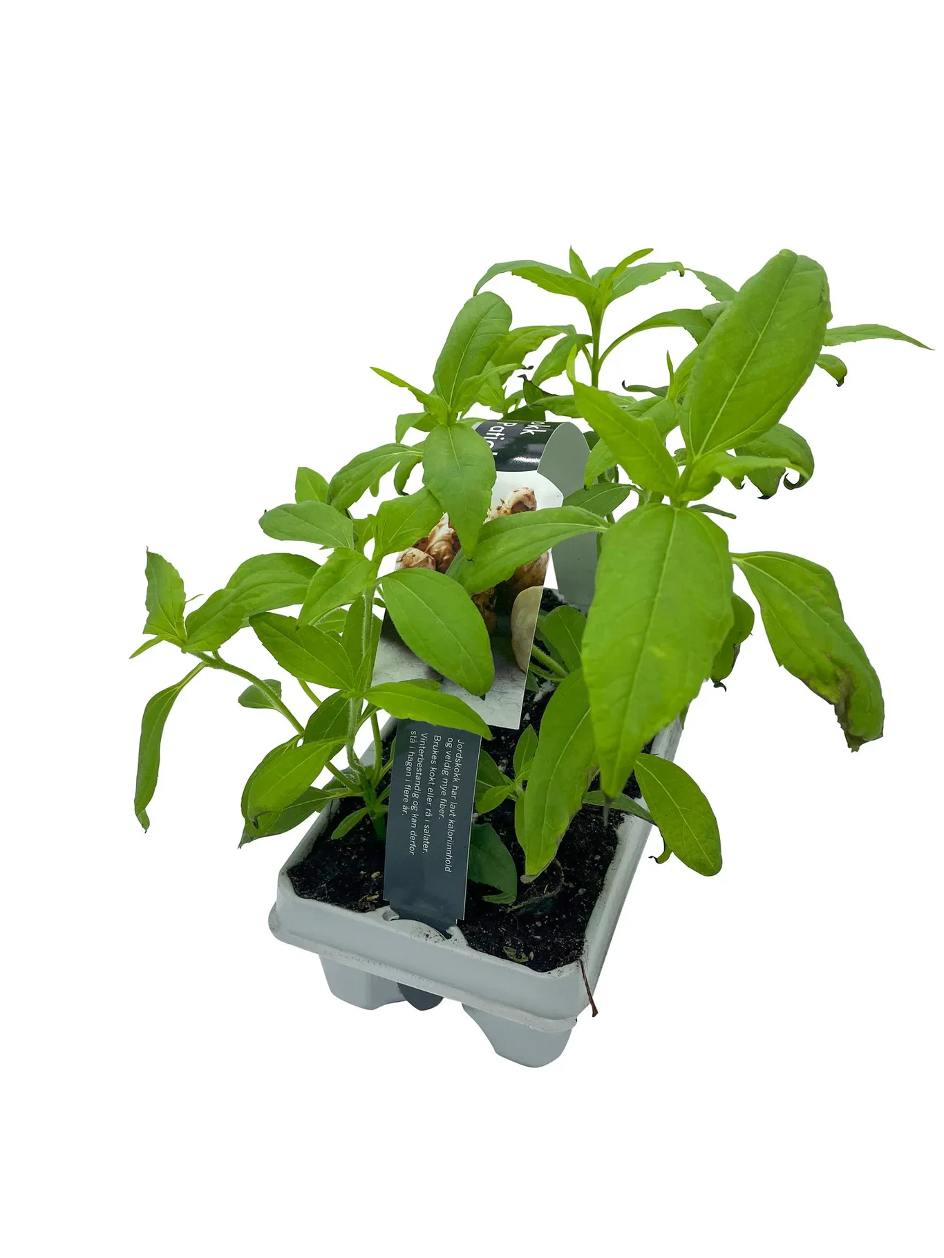 Helianthus tuberosus Jordskokk 6 pk