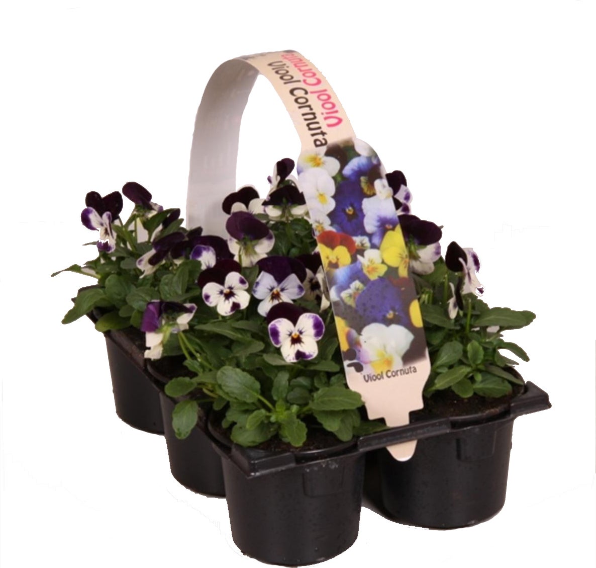 Hoornviool (Viola cornuta) sixpack wit roze D 9 H 10 cm