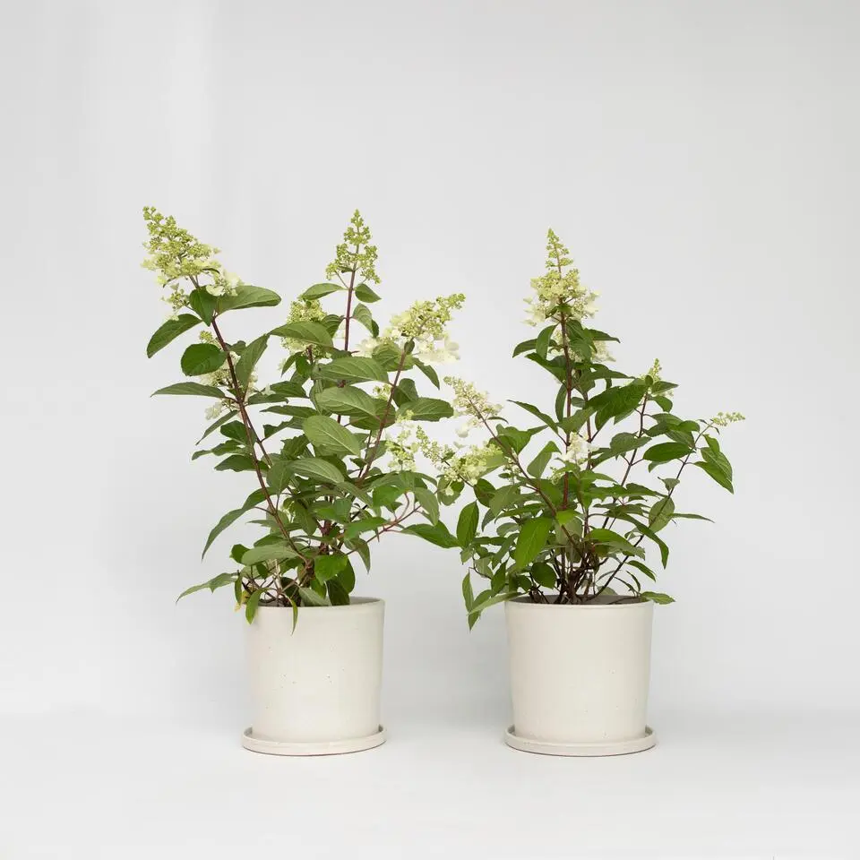 Pluimhortensia - Set van 2 - Hydrangea 'Pinky Winky' - Hoogte 25-40cm - ⌀19cm