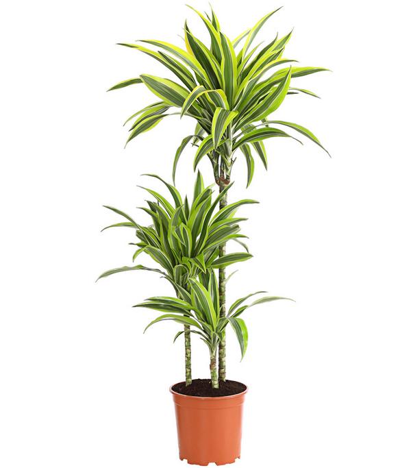Drachenbaum - Dracaena fragrans 'Lemon Lime'