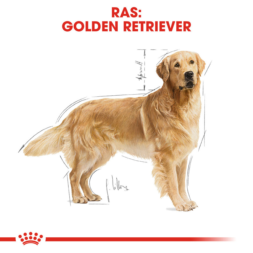 Royal Canin Golden Retriever Adult - Hondenvoer
