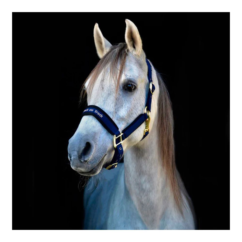 Back on Track WERANO - Licol bleu