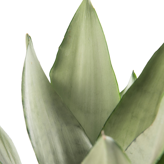 Sanseveria Moonshine - pot D12cm
