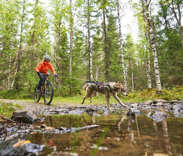 Non-stop dogwear Bikeantenne für Hundeleinen,