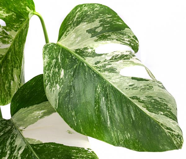Fensterblatt - Monstera deliciosa 'Variegata',