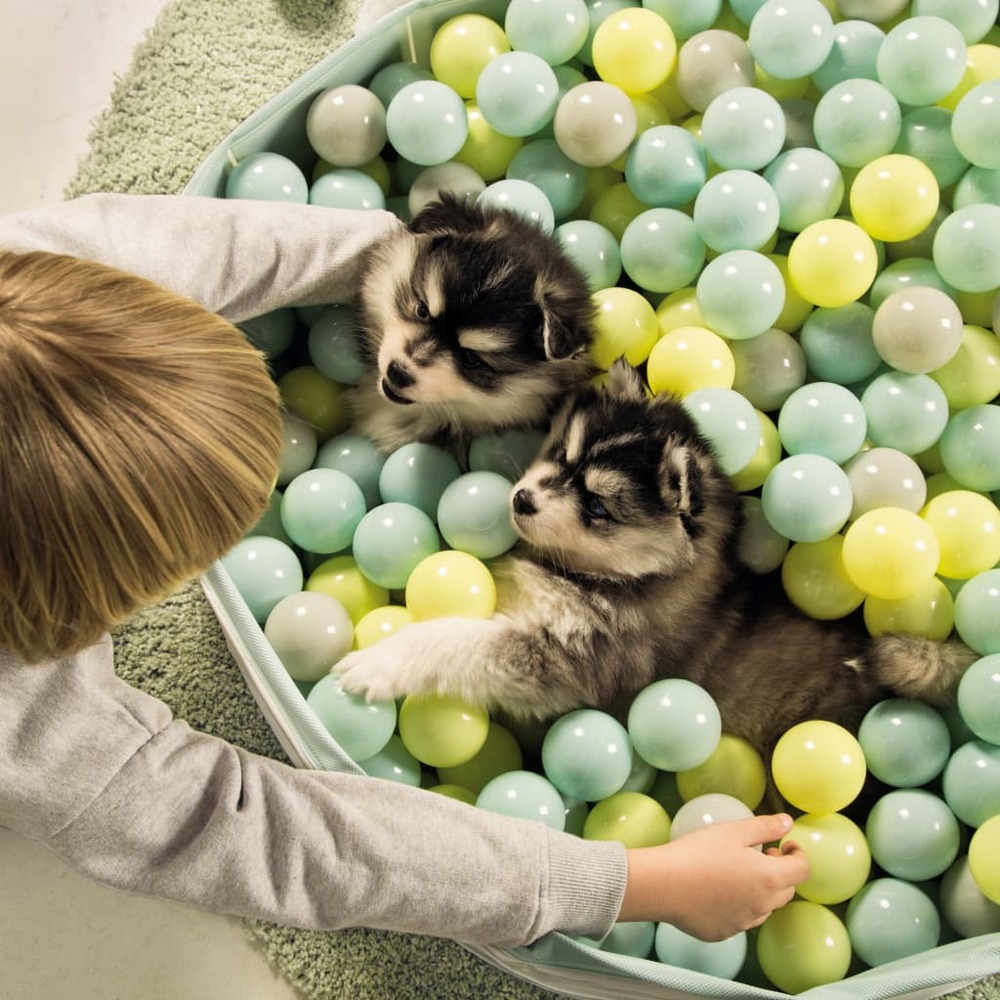 Piscine à balles pour chiots funchie
