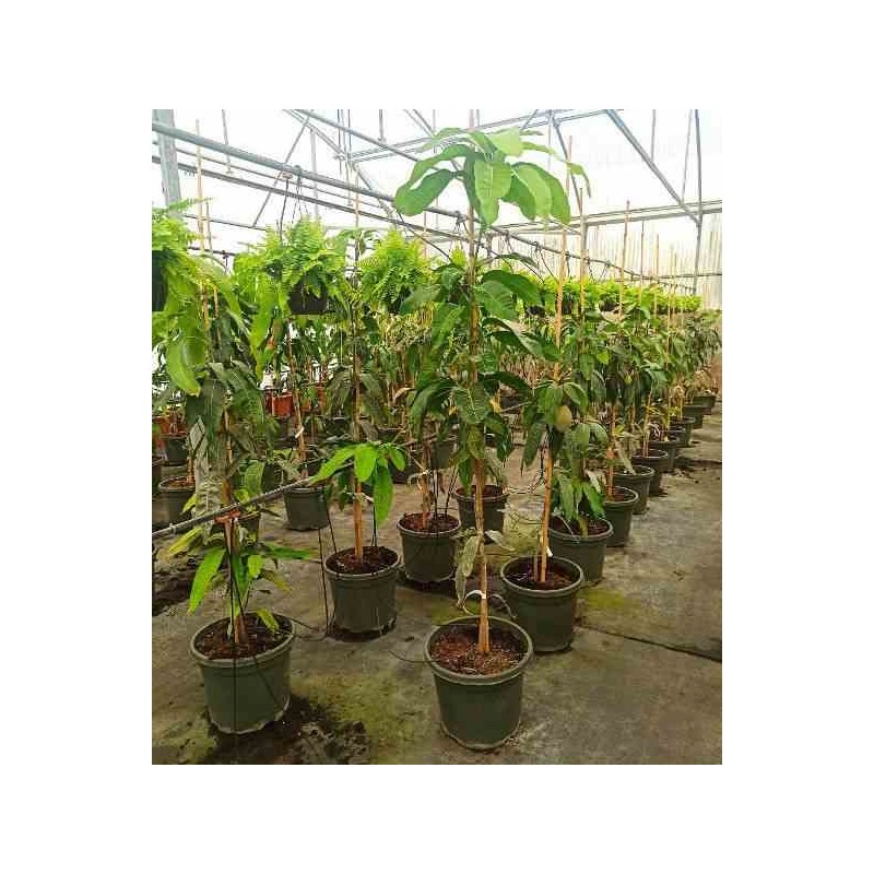Manguier adulte mangifera indica var. Osteen jaune - taille pot de 25l - 140/160cm