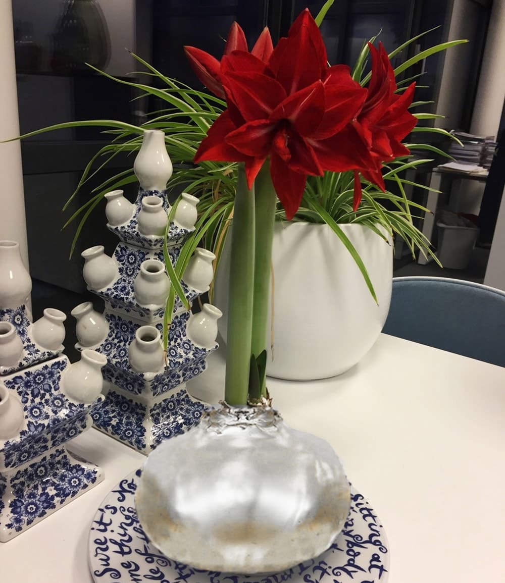 MEGA XXL Wachs-Amaryllis Silber, rote Blüte