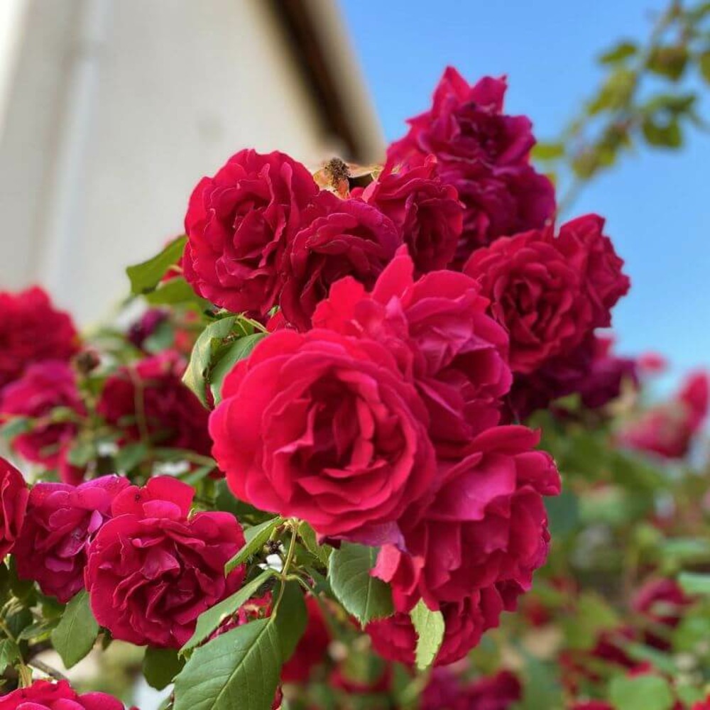 Rosier 'mona lisa' -