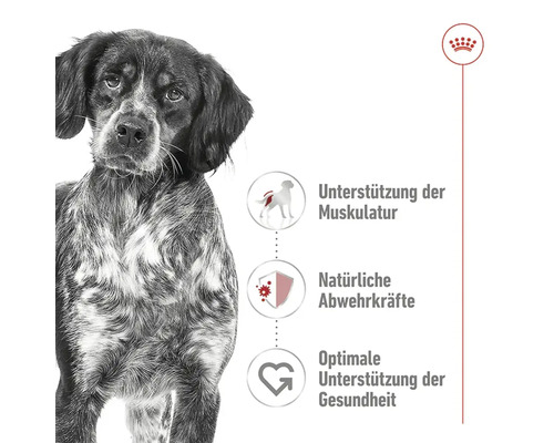 ROYAL CANIN Medium Adult droog hondenvoer 4 kg
