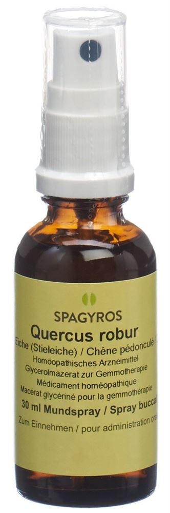 Spagyros Quercus robur Glyc Maz 1 D Spr 30 ml