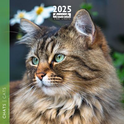 Calendrier mensuel 30x30 cm - 16 mois - Chats