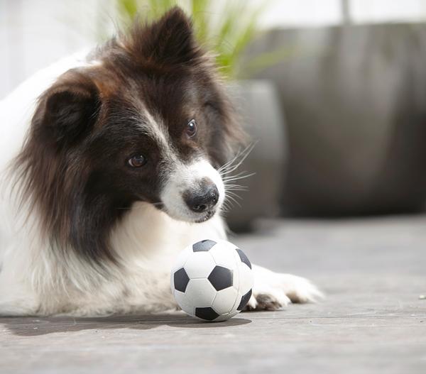 Dehner Lieblinge Hundespielzeug Spielball