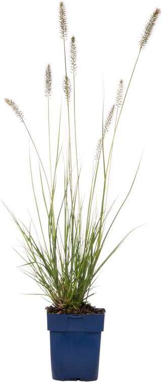 Lampenpoetsersgras (Pennisetum alopecuroides 'Hameln') D 15 H 30 cm