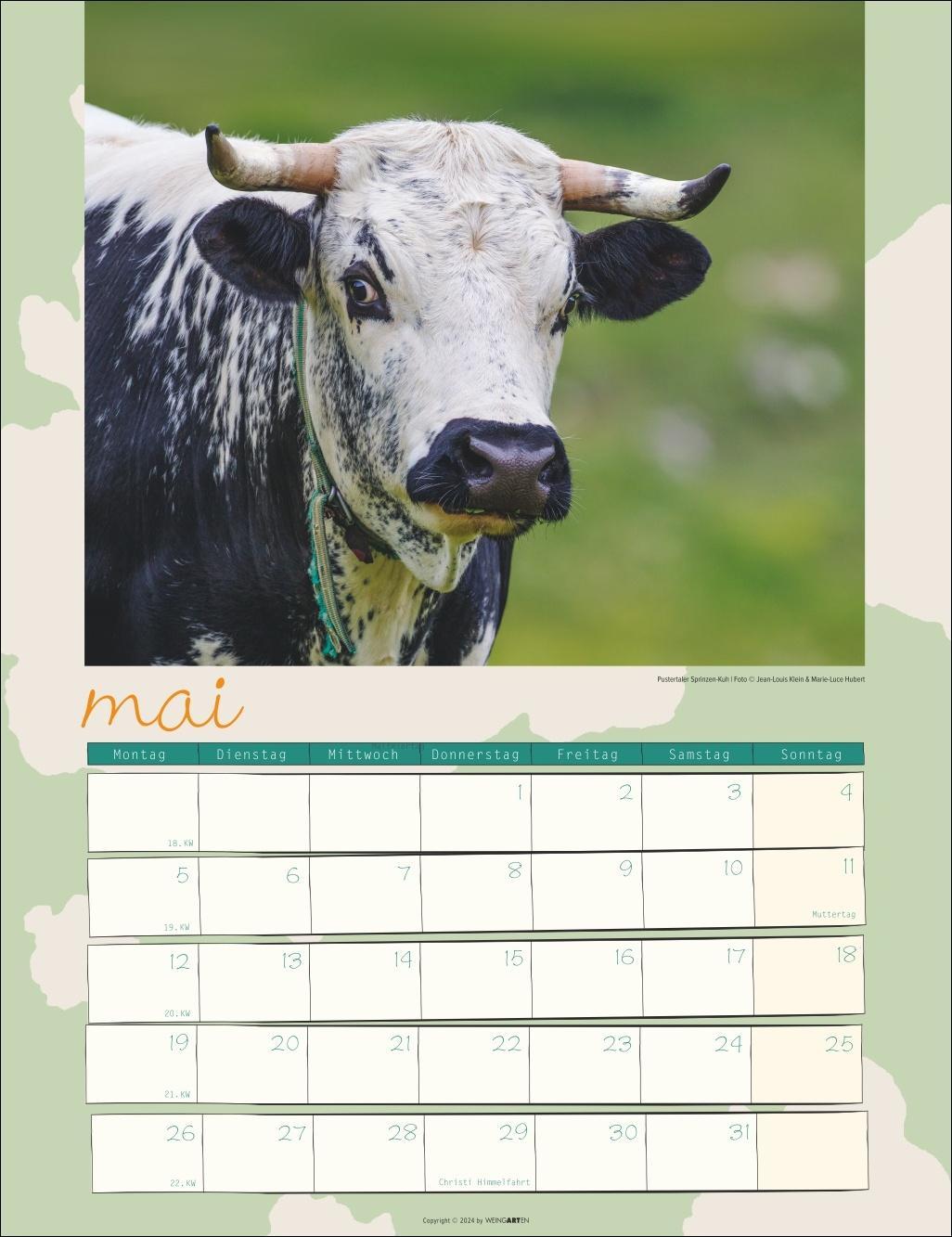 Kuh Kalender 2025