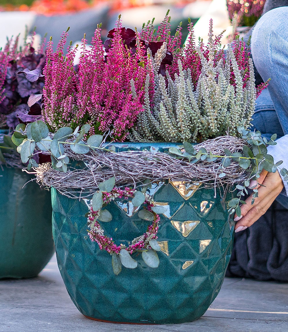 Calluna Knospenheide 'Fluffy Kiss', 11 cm-Topf