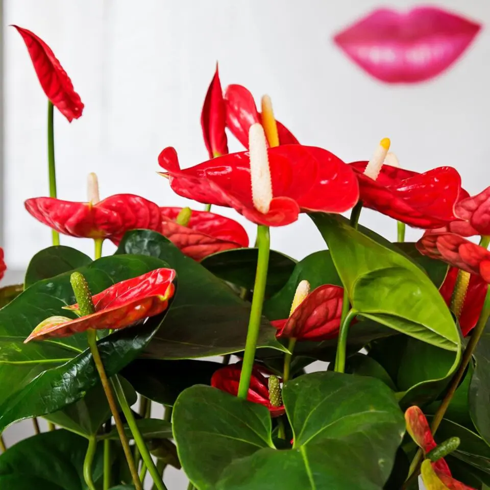 Flamingoplant - Anthurium 'Madural Red' - Hoogte 40-45cm - ø14cm