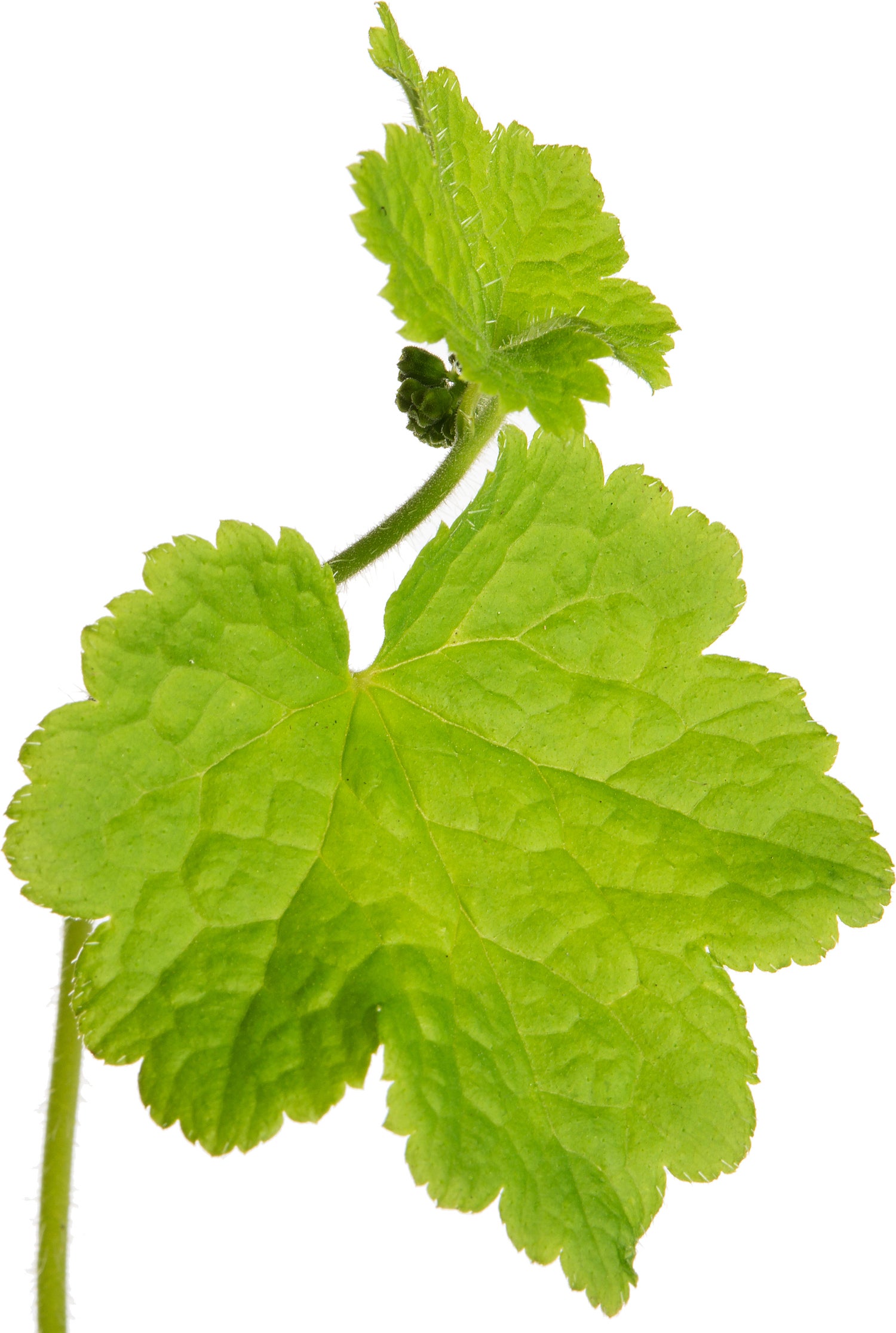 Mijterloof (Tellima grandiflora) D 9 H 15 cm