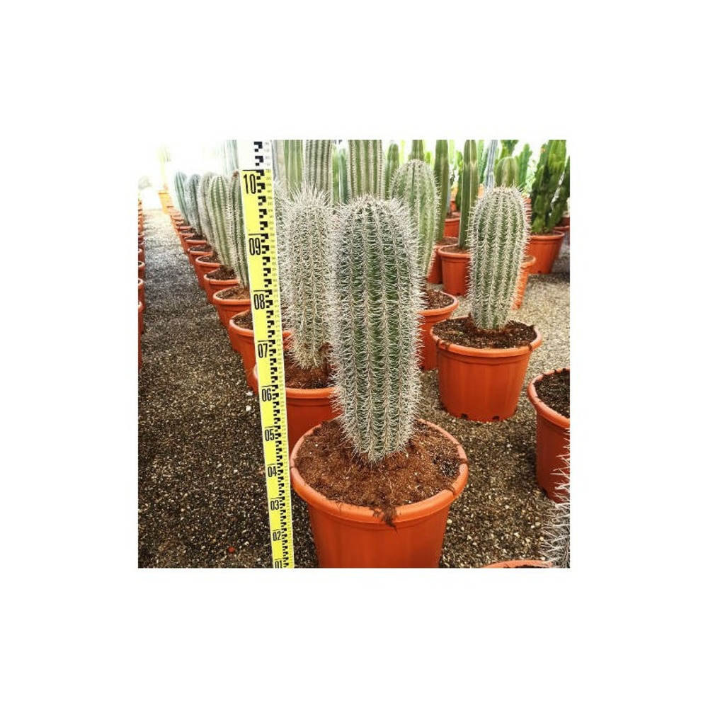 Pachycereus pringlei taille pot de 25l - 80/100cm