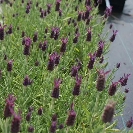 Kuiflavendel (Lavandula 'Helmsdale') D 9 H 10 cm