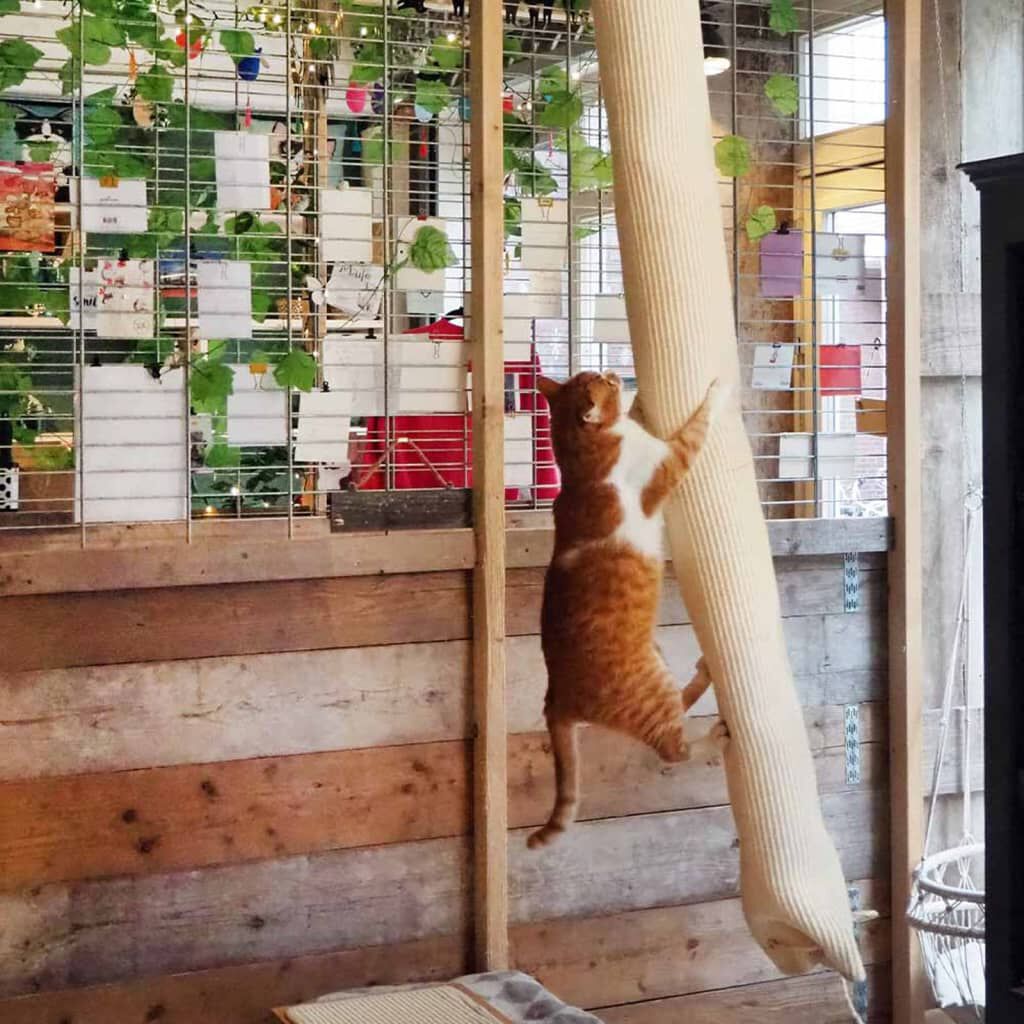 Quapas Sisal Kattenklimzak, 180 cm