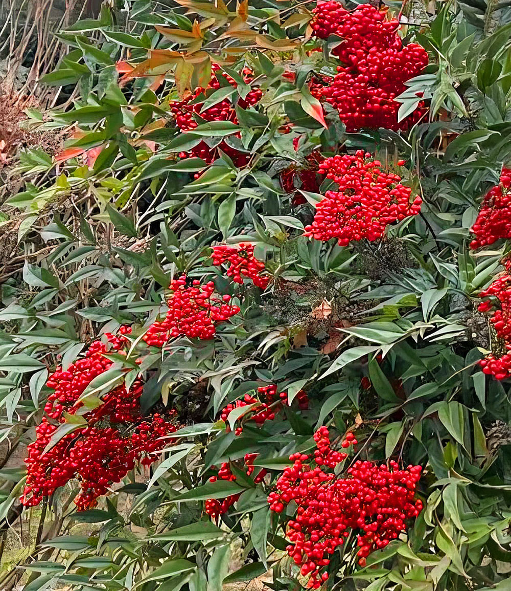 Himmelsbambus Nandina domestica