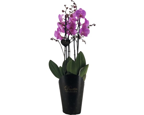 Vlinderorchidee FloraSelf Phalaenopsis hybride H 70-80 cm Ø 17 cm pot 4 bloemaren roze-paars