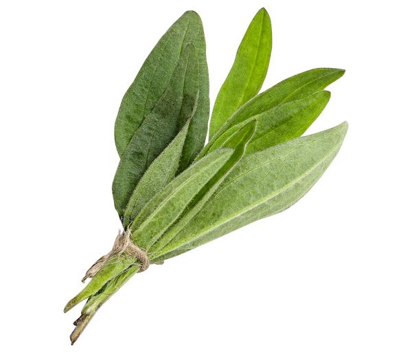 Wiesenarnika