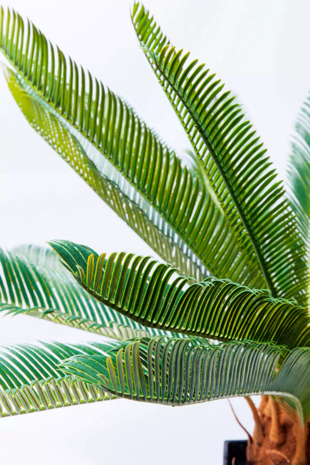 Kunstpflanze Cycas Tree 61200