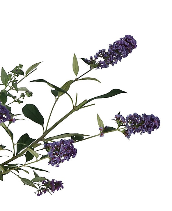 Buddleia buzz, pot 5L