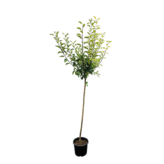 Pommier Fuji : demi tige 2 ans d'âge ctr 15 litres