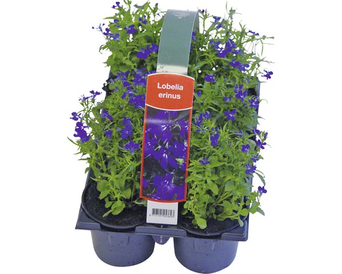Bloeiende perk- en balkonplanten, 6-pack FloraSelf: Portulaca, Tagetes, Lobelia, Impatiens, Begonia, Alyssum