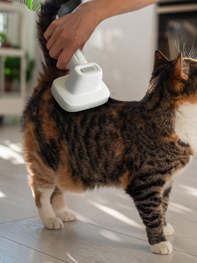 Tierpflege 