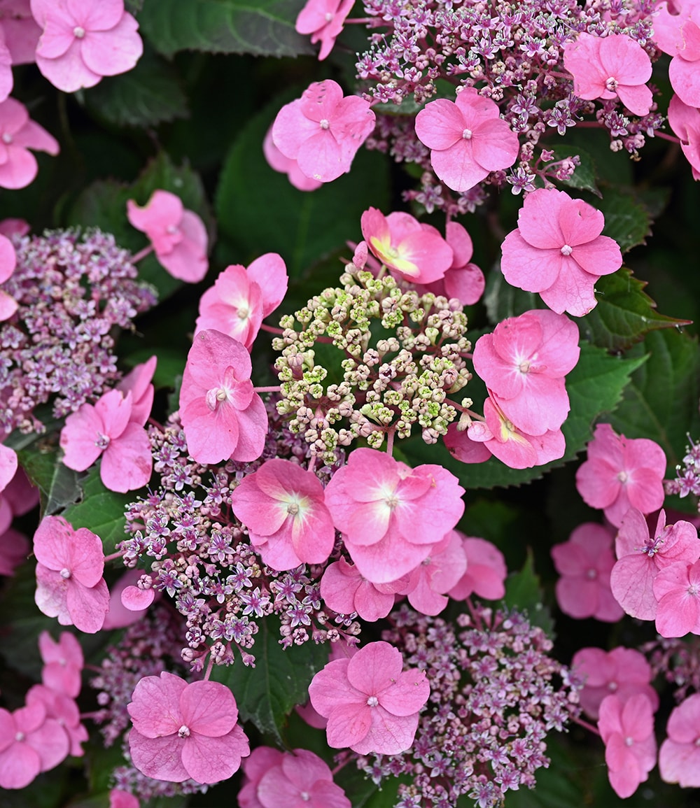 Hortensie 'Pink Lace'