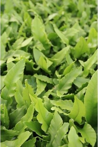 Tongvaren (Asplenium scolopendrium) D 9 H 10 cm