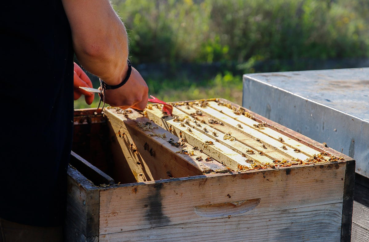Bienenseminar mit Verkostung für 2 Bühl