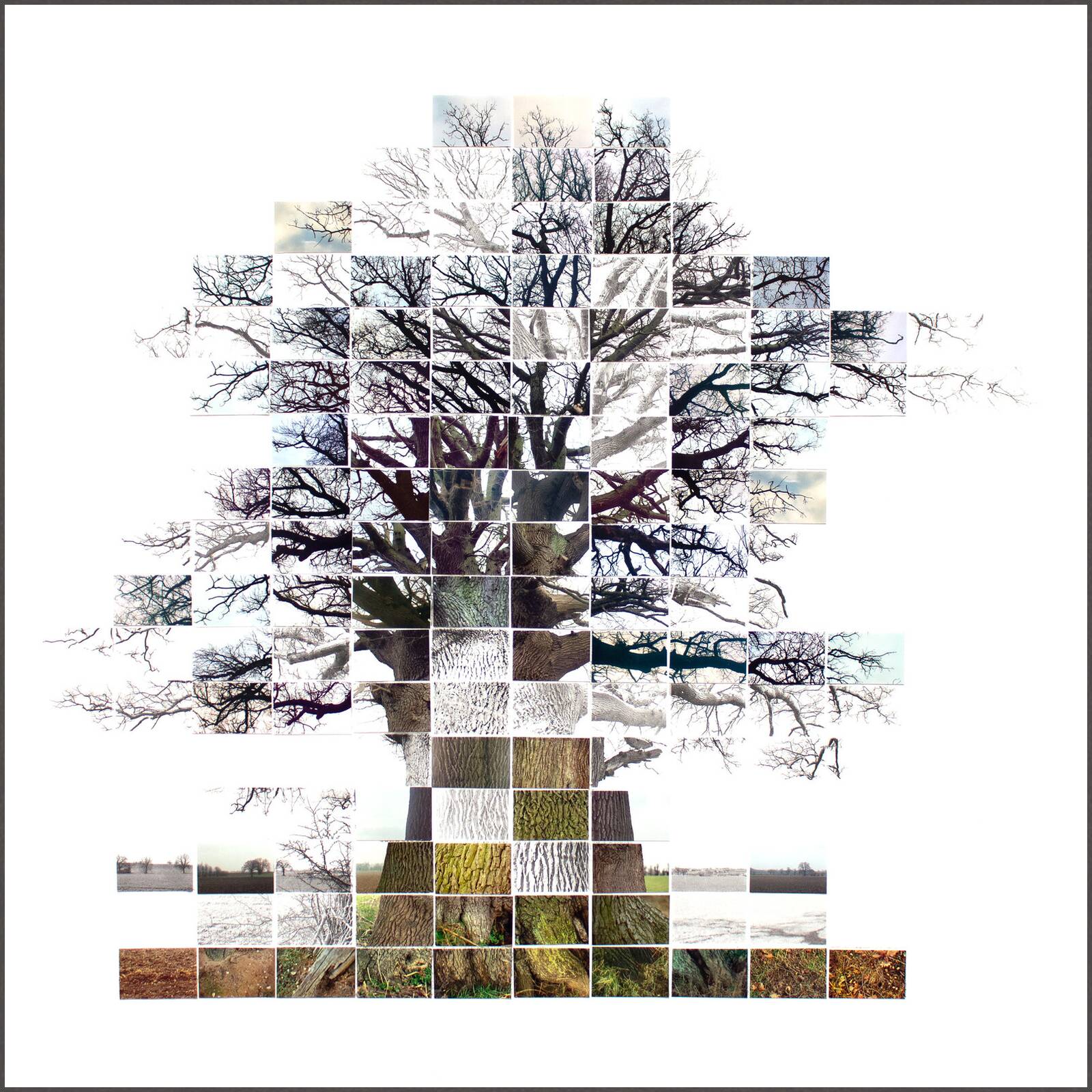 Still Film of an Oak Tree near Sudbury by Noel Myles - Limited Edition. Edition of: 150. Signed.
