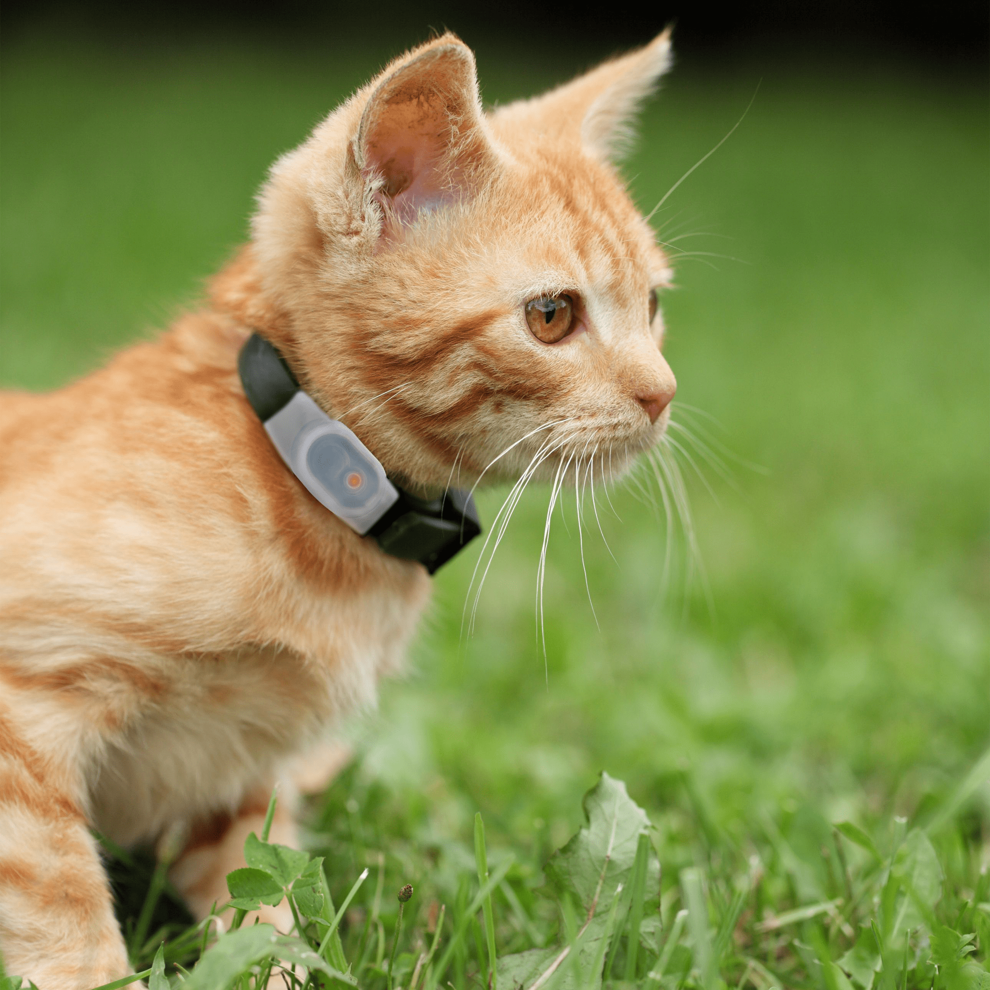 Tabcat Cat Tracker