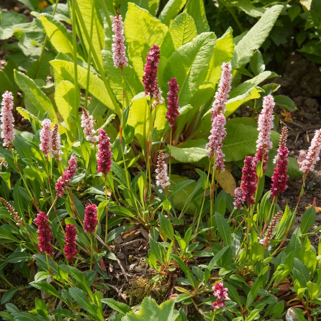 Bistorta affinis 'Superba' Dvergslirekne 'Superba' 6 pk