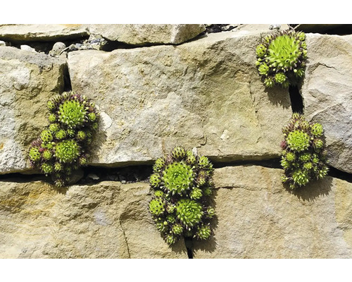 Sempervivum Mix FloraSelf Houseleek Ø 7 cm Pot 6 stuks