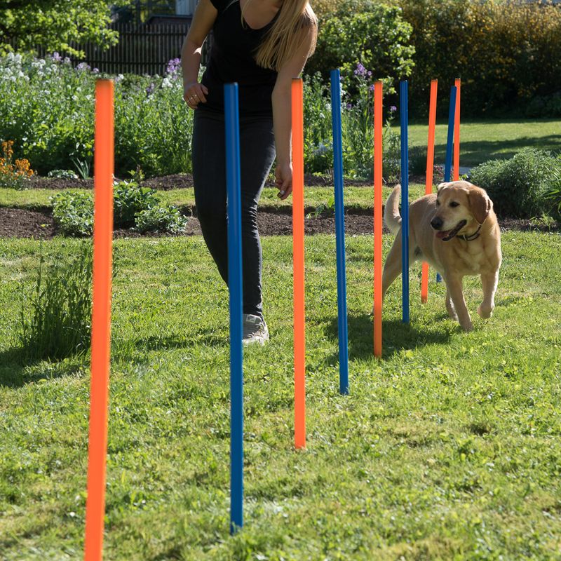 Kit complet Agility à prix discount sur bitiba.fr