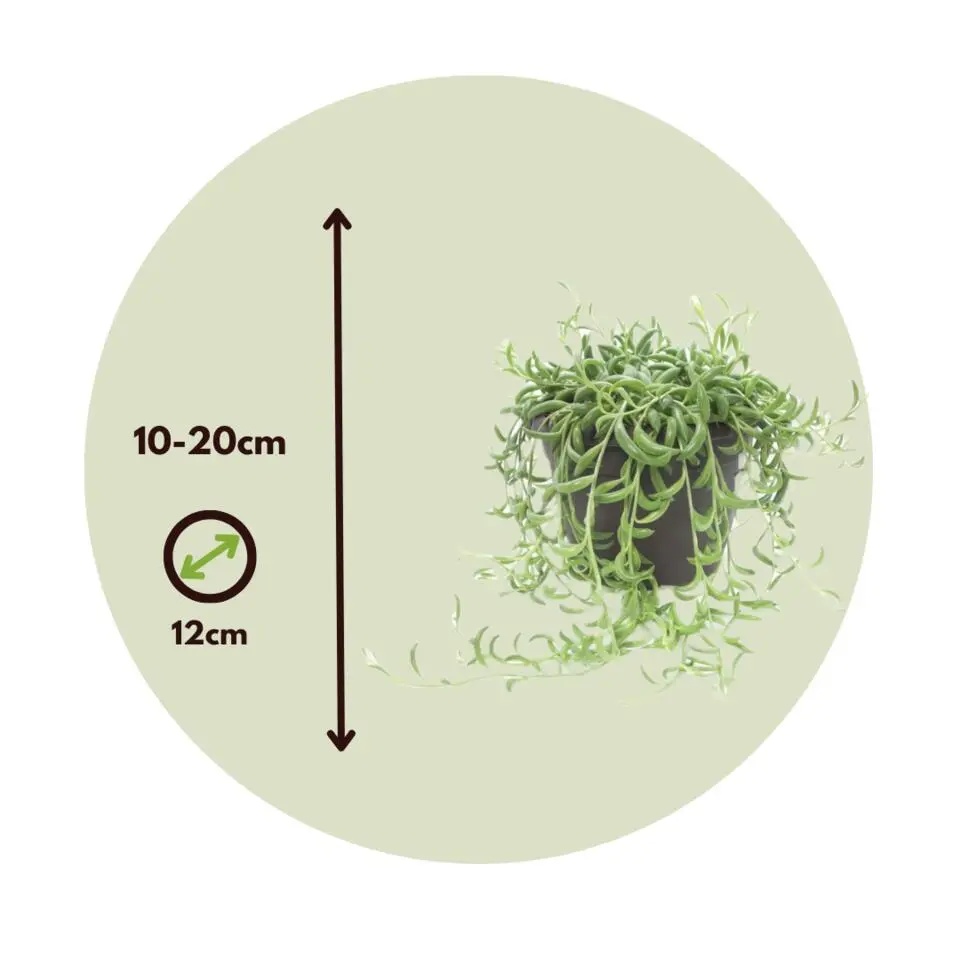 Bananenketting - Set van 2 - Senecio radicans - Hoogte 10-20cm - ⌀12cm