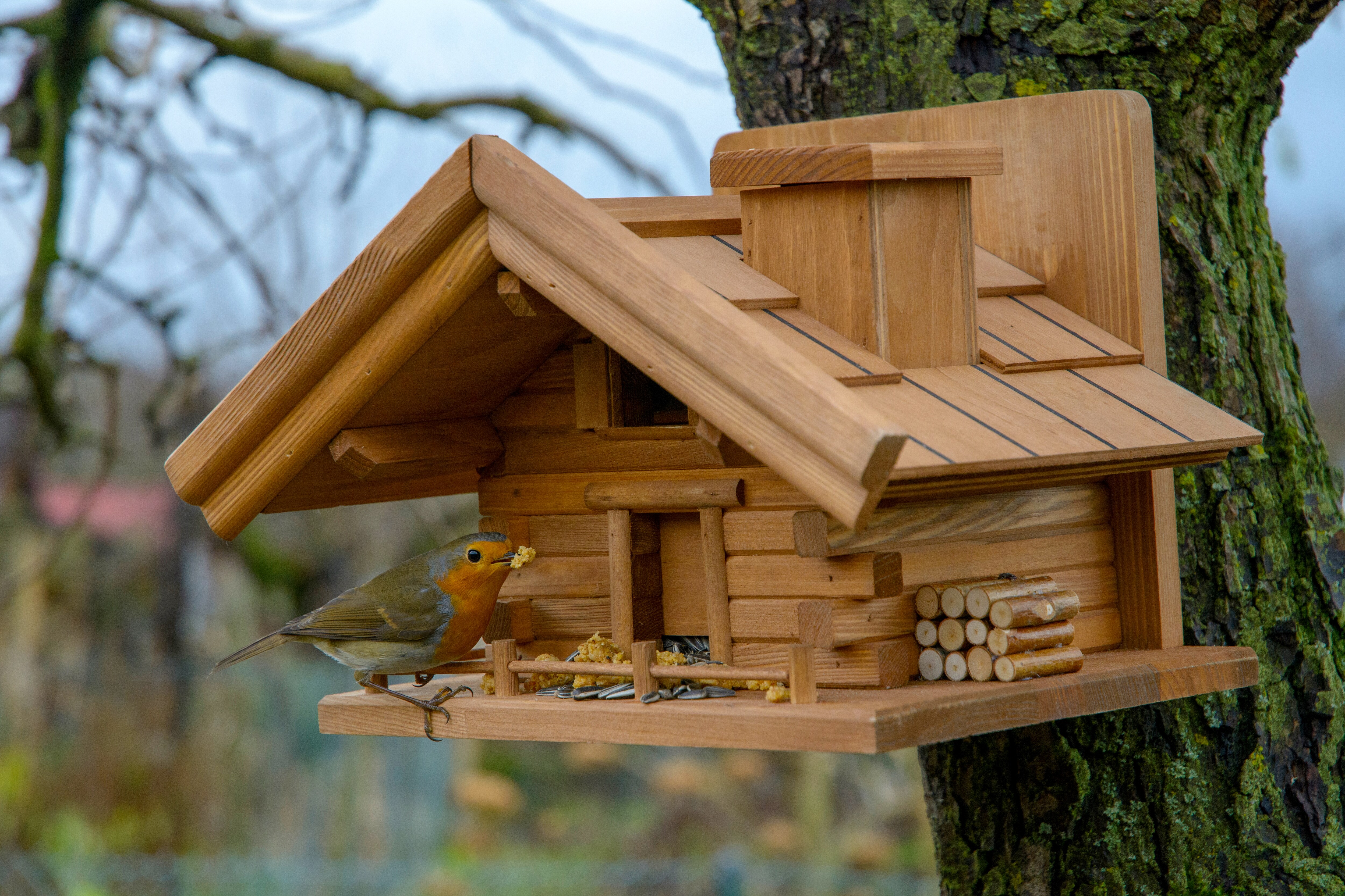 Vogelhaus kiefer | versch. Ausführungen