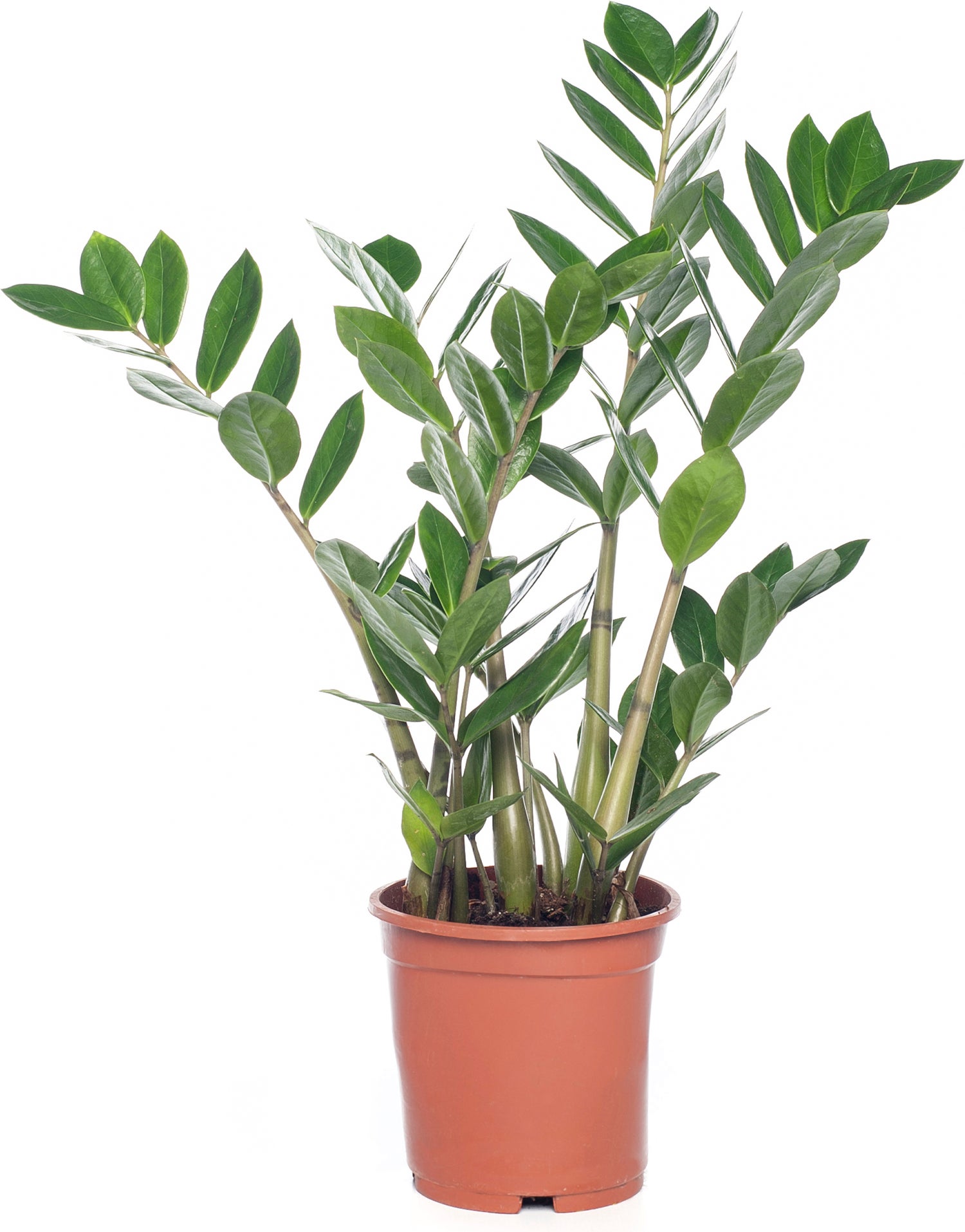 Zamioculcas (Zamioculcas zamiifolia) D 14 H 50 cm